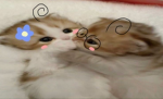 Kitty,s Fans