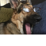 Noelle the puppy