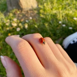 ˖ ❀ ✧˚. ⋆
