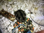 A Rodent Studio