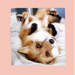 Foxes outfits