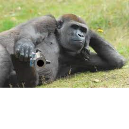 Gorilla hangout [RELEASE]