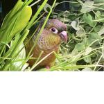Bird Rainforest