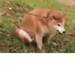 DankDEV