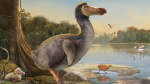 Dodo bird kingdom