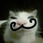 very silly cat apparel