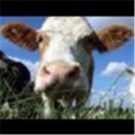 Random Cow