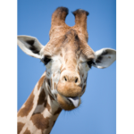 The cRaZy Giraffes!