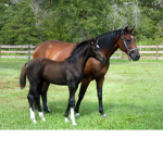 horse are cool
