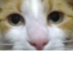 YT dizzycat8