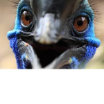 the biggest birrdsss