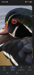 Cocoduck_joins