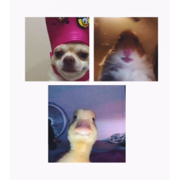 Meme Game
