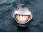 Sharky group ;)