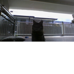 KITTY CATS are AMAZING!