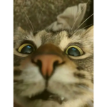 КО Т ЯР А