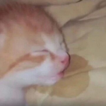 eepy kittens
