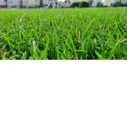 Be A Blade Of Grass