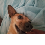 Queen Olivia officially dog for my friends
