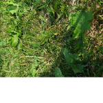 Touch Grass and Talk