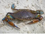hidden society of crab