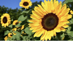 Sunflower Light