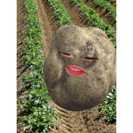 커플
