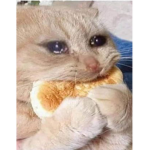 Cat eating bread
