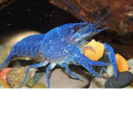 The CrayFish Hunters
