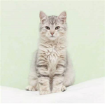 Blossom the cat's fan group