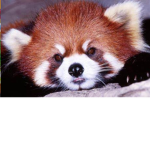 The red pandas group