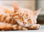 TreesAndKittensY