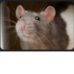 Ratas epicas
