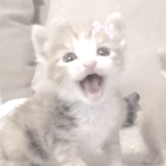 angelpaw