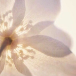 . floralé .
