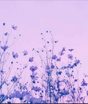 (: Lavender Aesthetic :)