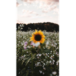 Sunflower team lonley vibez