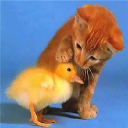 cute little kitten and duckling Roblox decal