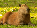 Capybaraaaaaaaaaa