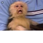 Monkey boi gang