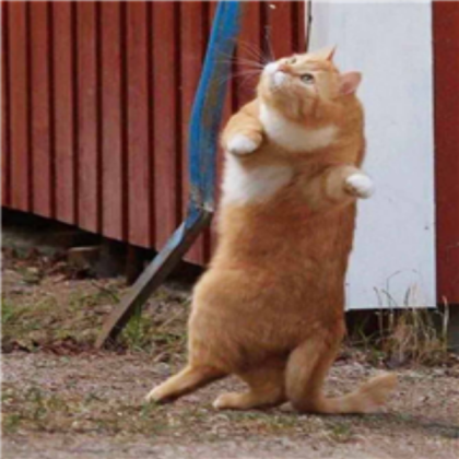 dancing cat Roblox decal