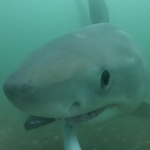 The empire of sharkys