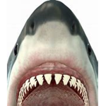 A sharks life,