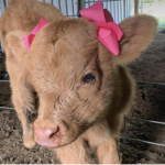 Cow the Moo Moo stars