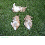 Bunny/rabbit army