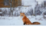 foxes its really cute