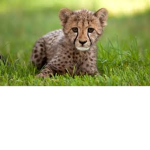 CheetahSquad