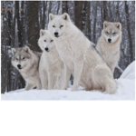 Wolf Calamity