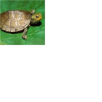 Turtle Nation