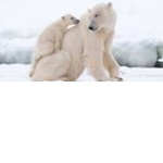 Polar among us squad